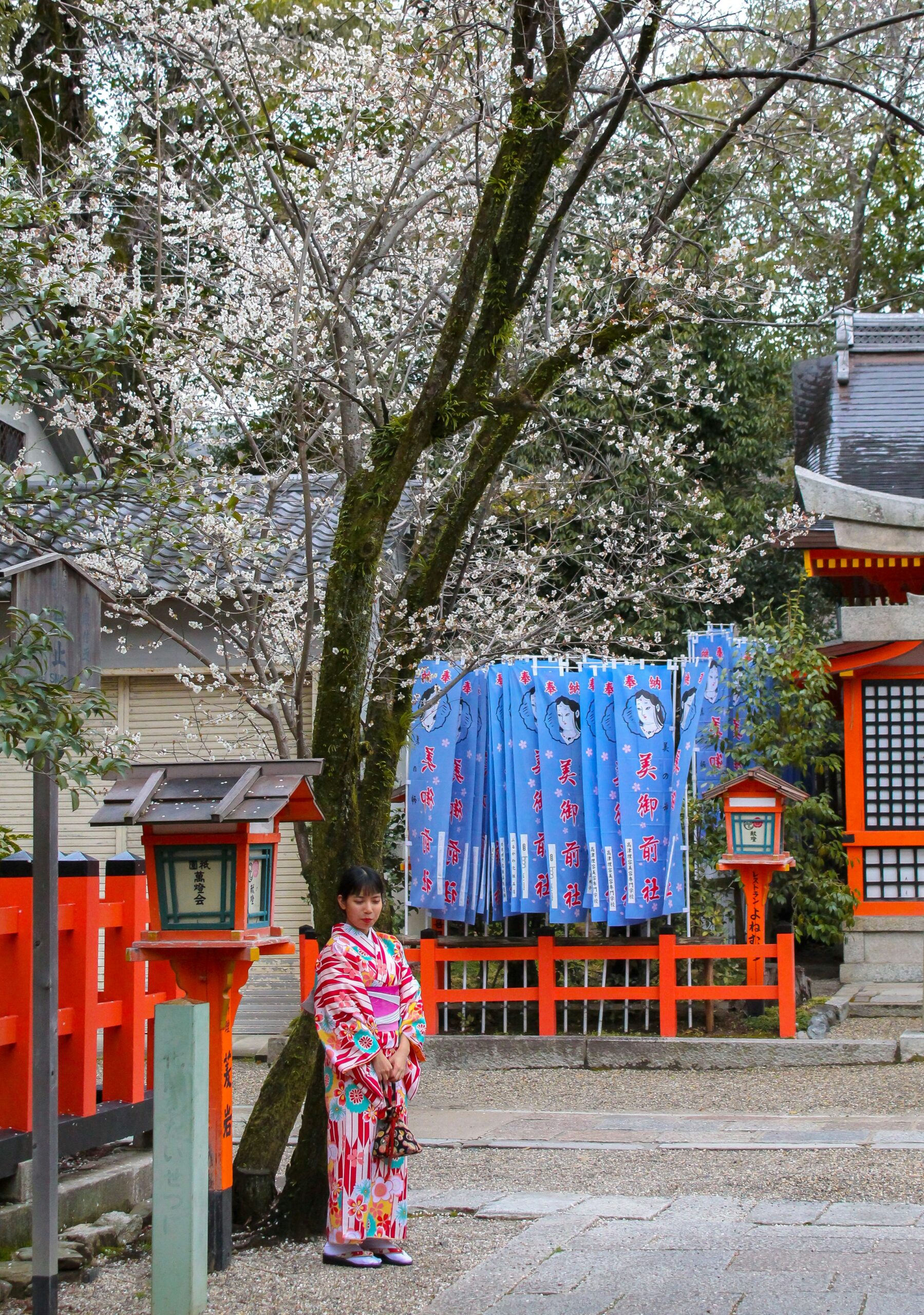 A photo of a Japanese girl standing in front of a flowering cherry tree, with red fences and accents in the background and blue banners.